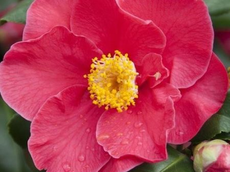 Camellia Dr King Supply