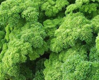 Suffolk Herbs Curled Parsley For Cheap