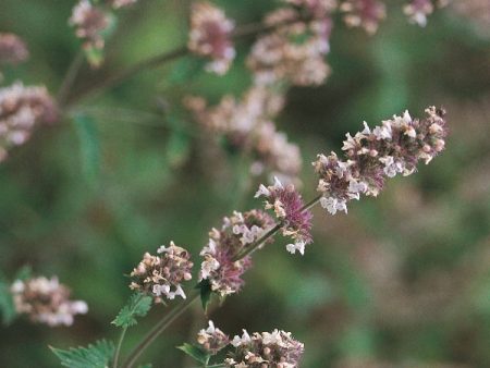 Suffolk Herbs Catnep (Catmint) Supply