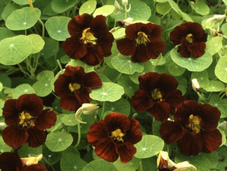 Kings Seeds Nasturtium Black Velvet Discount