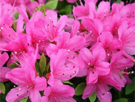 Azalea Evergreen Anouk Discount