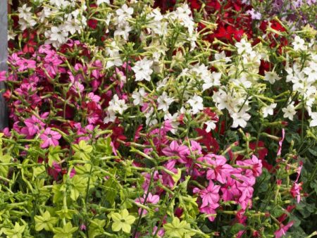 Kings Seeds Nicotiana Perfume Mixed F1 Online