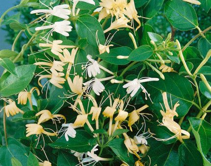 Lonicera japonica Halliana Fashion