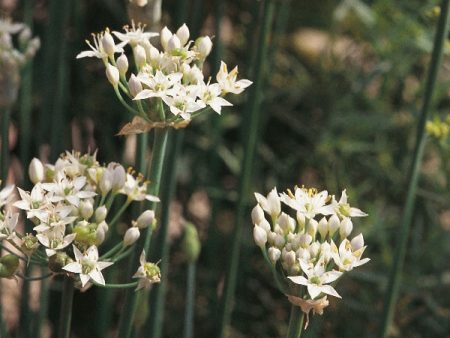 Suffolk Herbs Garlic Chives For Cheap