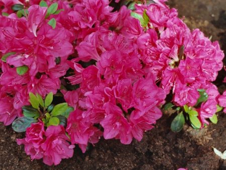 Azalea Canzonetta Discount