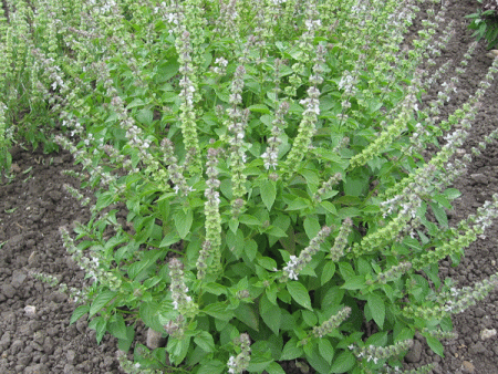 Suffolk Herbs Basil Lemon For Sale