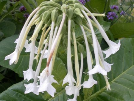 Kings Seeds Nicotiana sylvestris White Trumpets For Cheap