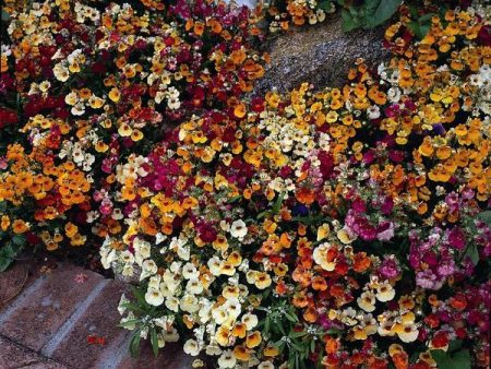 Kings Seeds Nemesia Carnival Mixed Online Sale