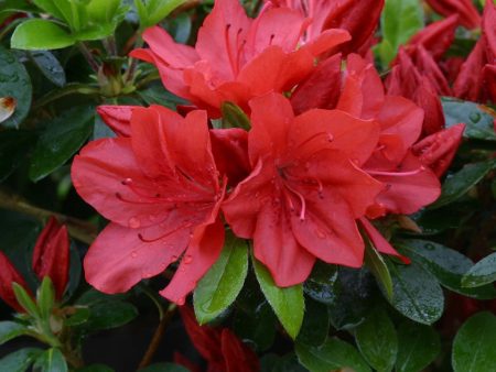 Azalea Evergreen Torchlight Hot on Sale