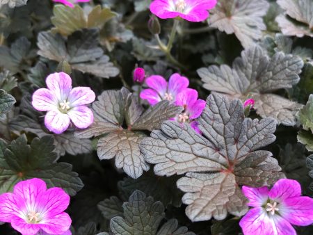 Geranium ‘Orkney Cherry’ For Sale