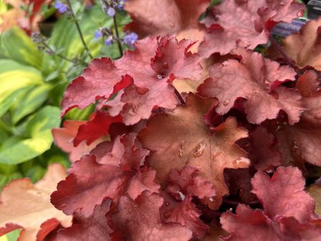 Heuchera Indian Summer Cranberry on Sale