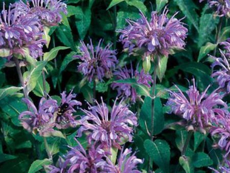 Suffolk Herbs Bergamot Mixed Online now