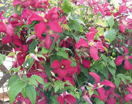 Clematis viticella Madame Julia Corevon Online Hot Sale