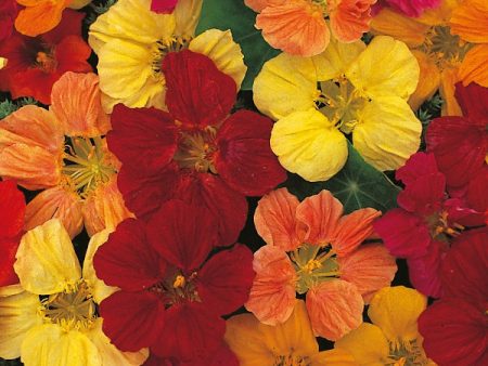 Kings Seeds Nasturtium Tom Thumb Mixed on Sale