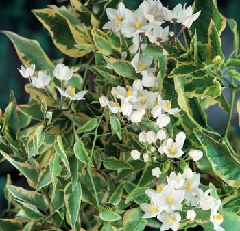 Solanum jasminoides Variegata Online Hot Sale