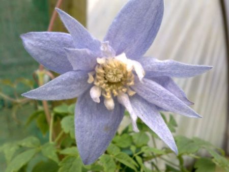 Clematis macropetala Fashion