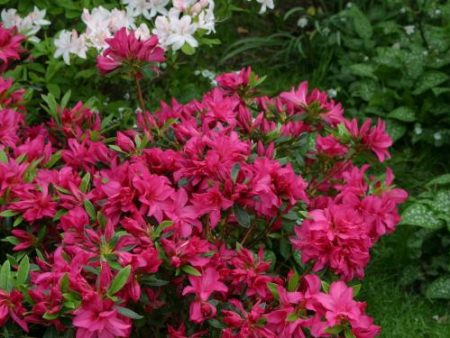 Azalea Evergreen Rosa Online Hot Sale