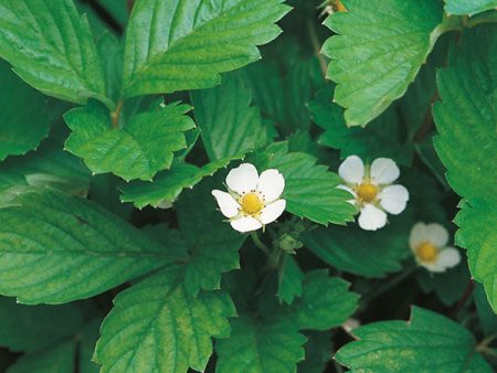 Suffolk Herbs Alpine Strawberry Fashion