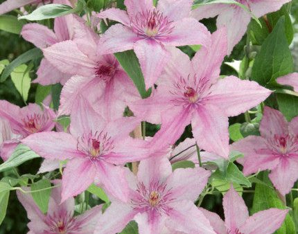 Clematis Hagley Hybrid Online Sale